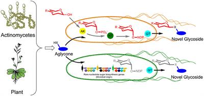 Glycosyltransferase-Mediated Exchange of Rare Microbial Sugars with Natural Products